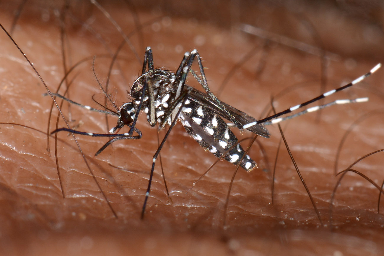 Culicidae: Aedes albopticus?